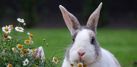 granulati per conigli