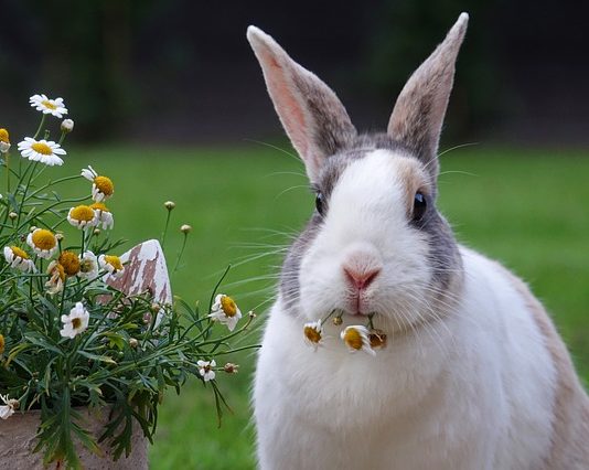 granulati per conigli