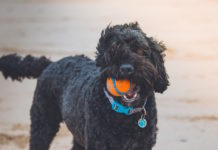 insegnare al cane come giocare
