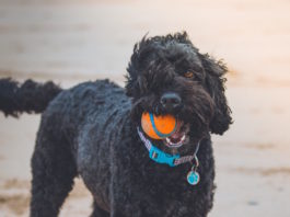 insegnare al cane come giocare