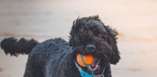 insegnare al cane come giocare