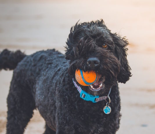 Insegnare al cane come giocare. Perché è importante per l’educazione? insegnare al cane come giocare