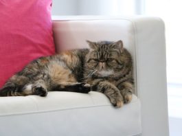 intossicazione da paracetamolo nel gatto