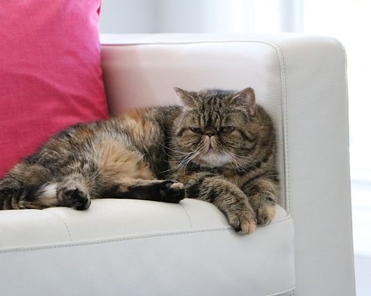 intossicazione da paracetamolo nel gatto