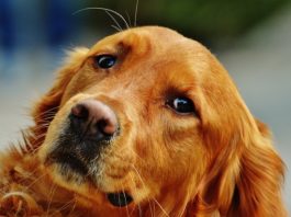 Iperplasia prostatica benigna: quali sono i sintomi e le cause? iperplasia prostatica benigna