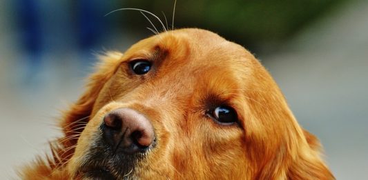 Iperplasia prostatica benigna: quali sono i sintomi e le cause? iperplasia prostatica benigna