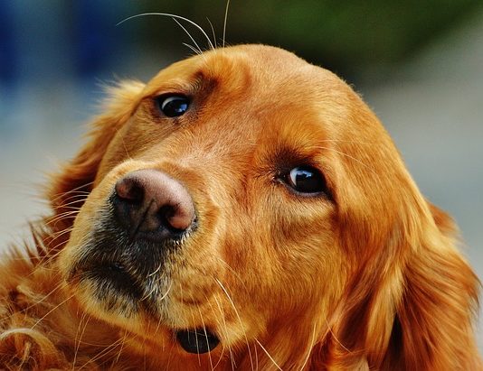 iperplasia prostatica benigna