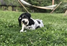 osso per cani