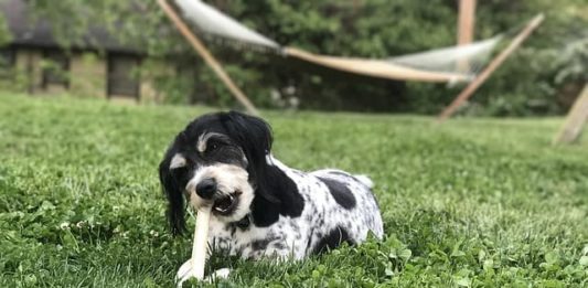 Osso per cani, quale scegliere? Attenzione alla sua scelta e gestione! osso per cani