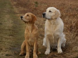 patologie ortopediche_golden retriever