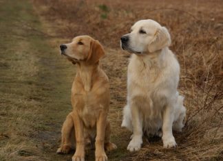 patologie ortopediche_golden retriever