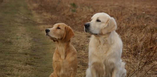 patologie ortopediche_golden retriever