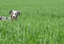 perché i cani mangiano l'erba