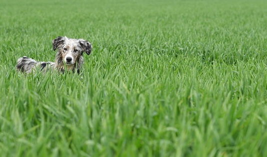 perché i cani mangiano l'erba