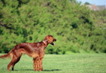 pica nel cane