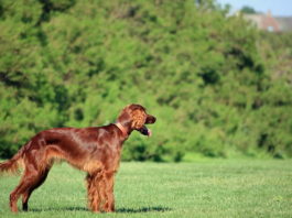 pica nel cane