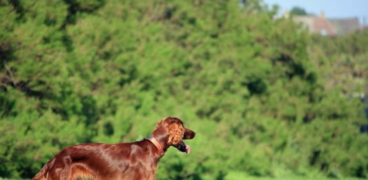 pica nel cane