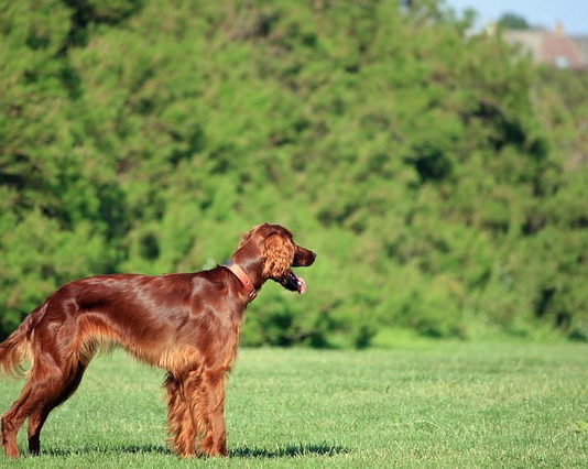 pica nel cane