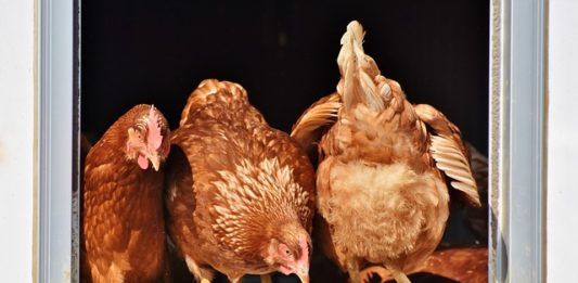 Plumofagia o pica delle piume: perché le galline si strappano le penne? plumofagia