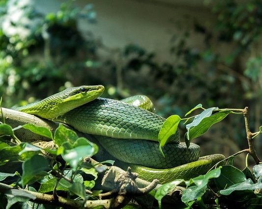 Problemi respiratori nei rettili: Come capire se un animale ne soffre? problemi respiratori