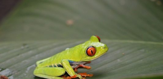 Raganella dagli occhi rossi, un predatore bellissimo e letale raganella dagli occhi rossi