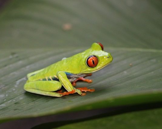 Raganella dagli occhi rossi, un predatore bellissimo e letale raganella dagli occhi rossi