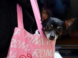 roma con il cane