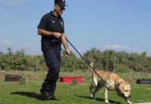 sniffer dogs per la ricerca di esplosivi
