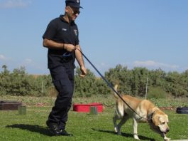 Sniffer dogs per la ricerca di esplosivi e sostanze stupefacenti: chi sono? sniffer dogs per la ricerca di esplosivi