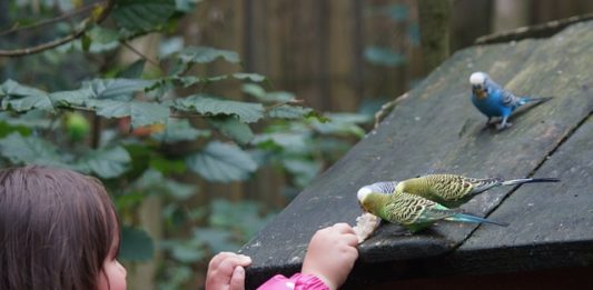 somministrare i farmaci agli uccelli