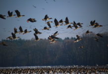uccelli migratori