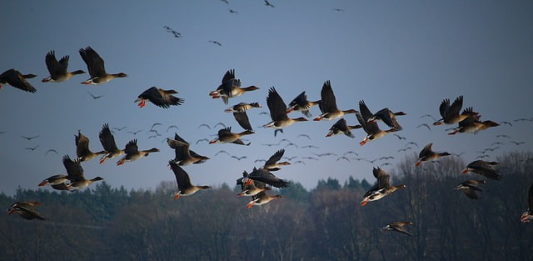 uccelli migratori