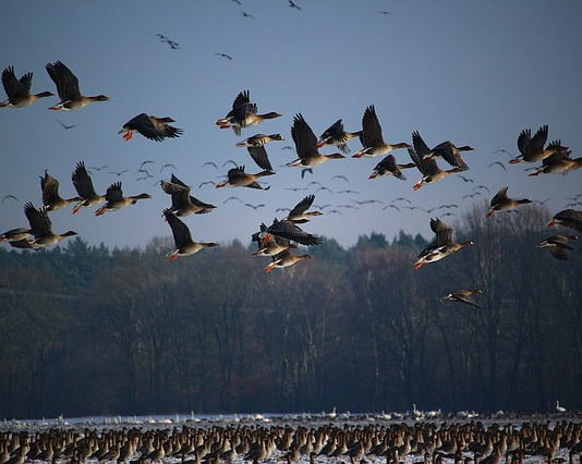 uccelli migratori