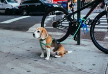 abbandono degli animali