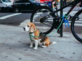 abbandono degli animali
