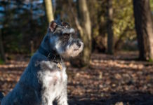aggressività canina