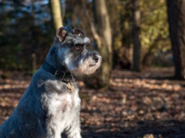 aggressività canina