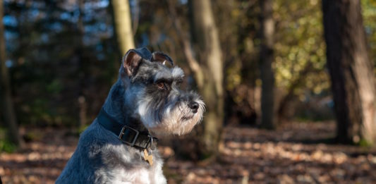 aggressività canina