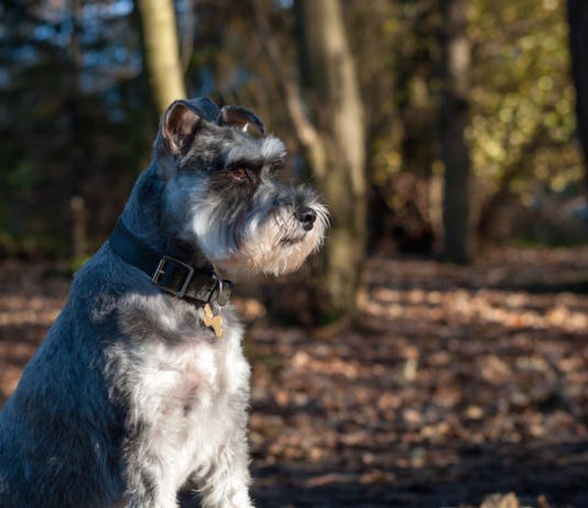 Aggressività canina e razze: da quindici anni un excursus di ordinanze aggressività canina