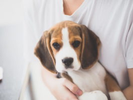 arousal nei cani profilazione