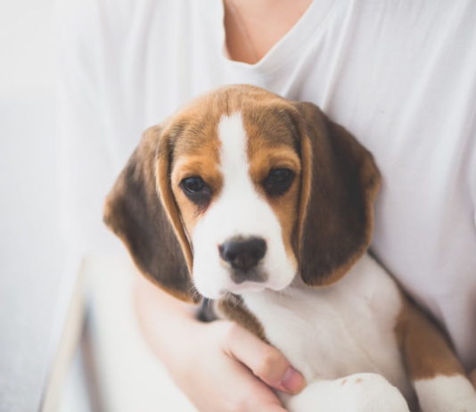 Che cos’è l’arousal nei cani e perché è così importante? arousal nei cani profilazione