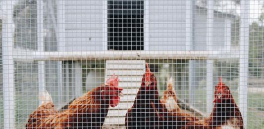 centro per il benessere di avicoli e conigli