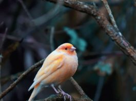 Come monitorare la Clamidiosi negli uccelli e gli esami speciali da fare clamidiosi negli uccelli