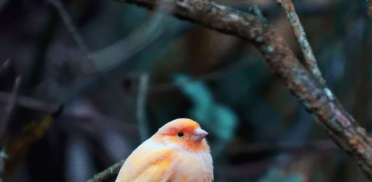 clamidiosi negli uccelli