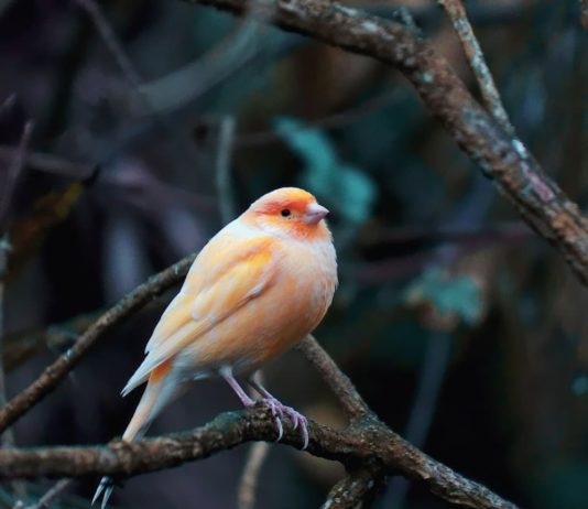 clamidiosi negli uccelli