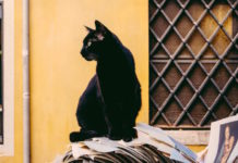 festival gatto nero