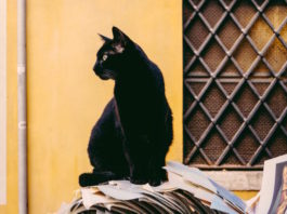 festival gatto nero
