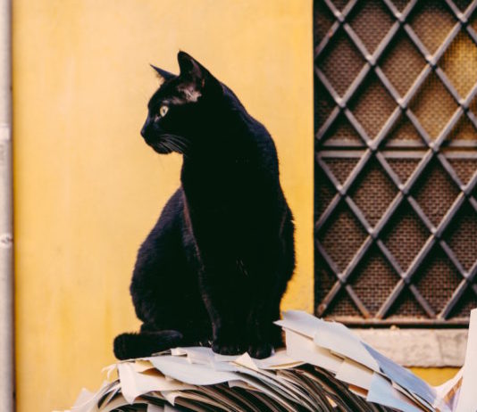 festival gatto nero