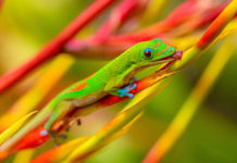 geko felsuma
