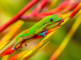 geko felsuma